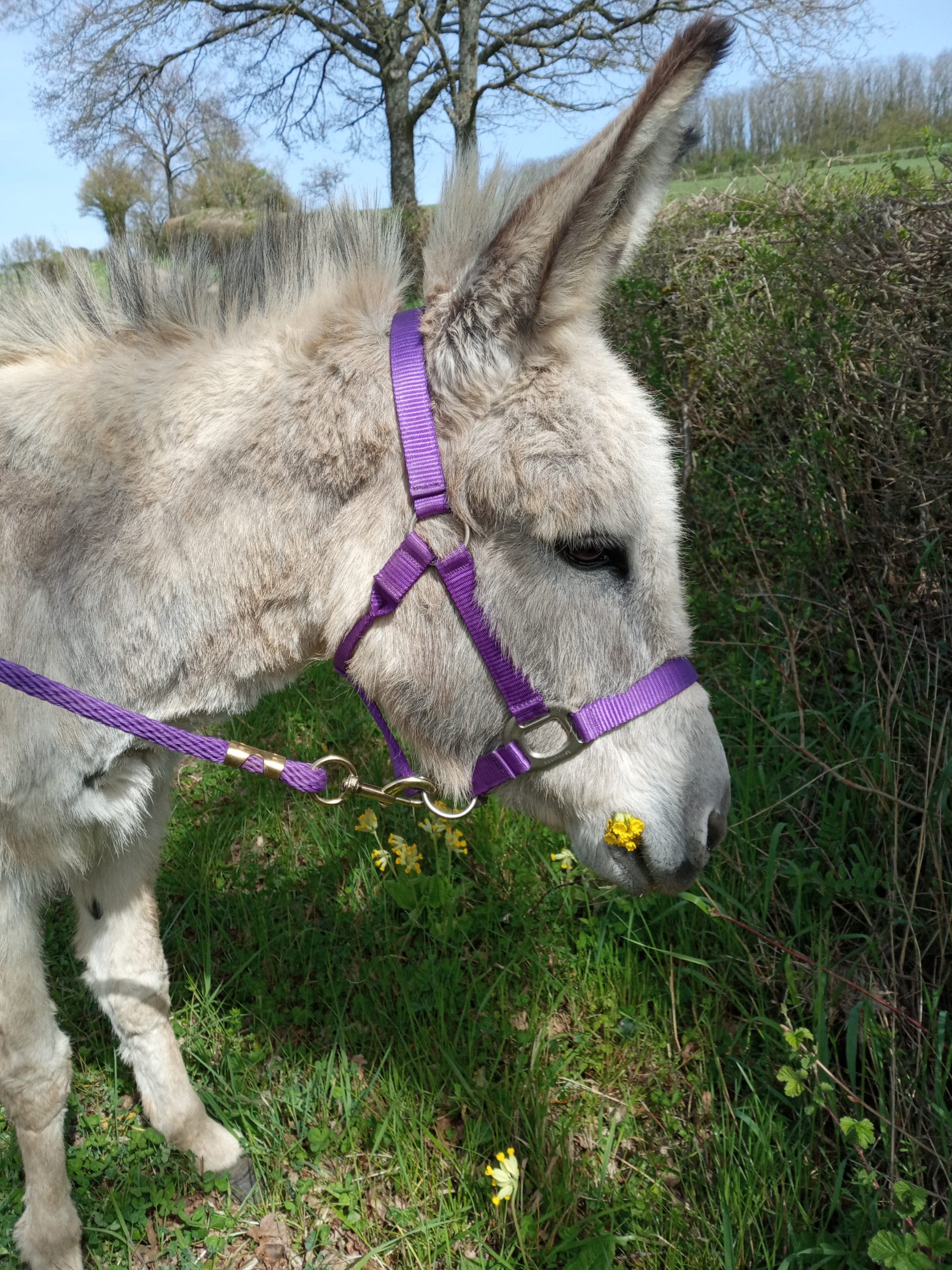 BALADES AVEC DES ANES
